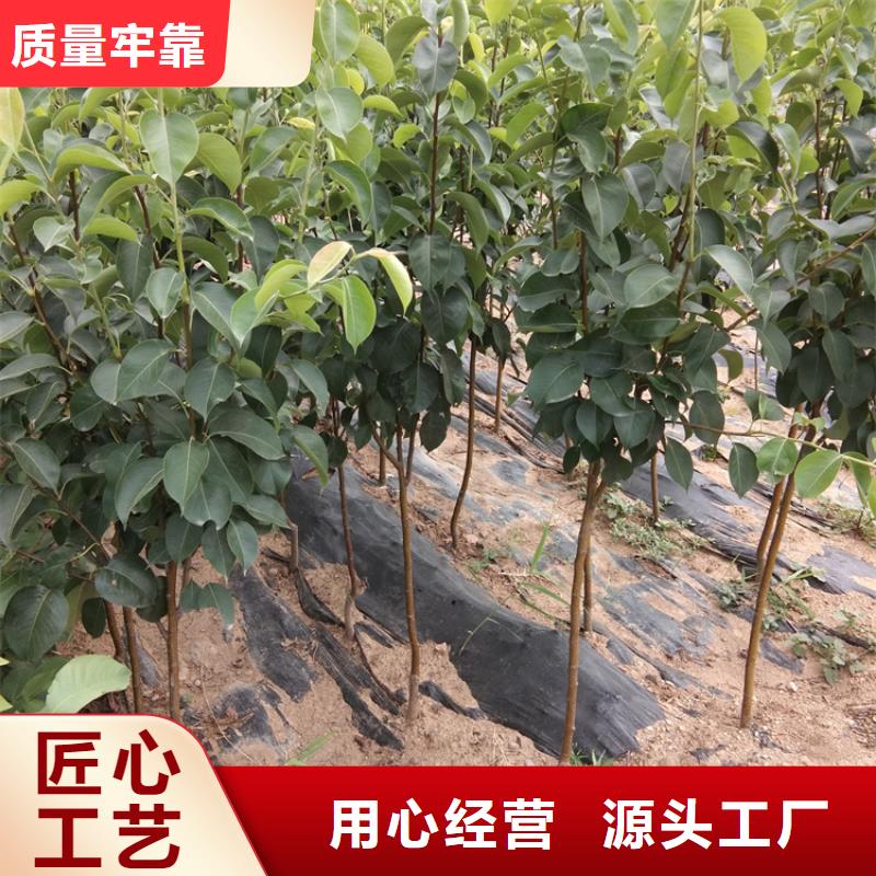 梨樹,石榴樹苗精工制作