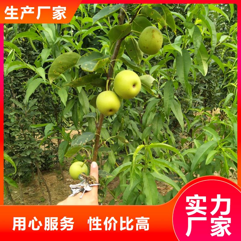 梨樹_奶油草莓實力廠家
