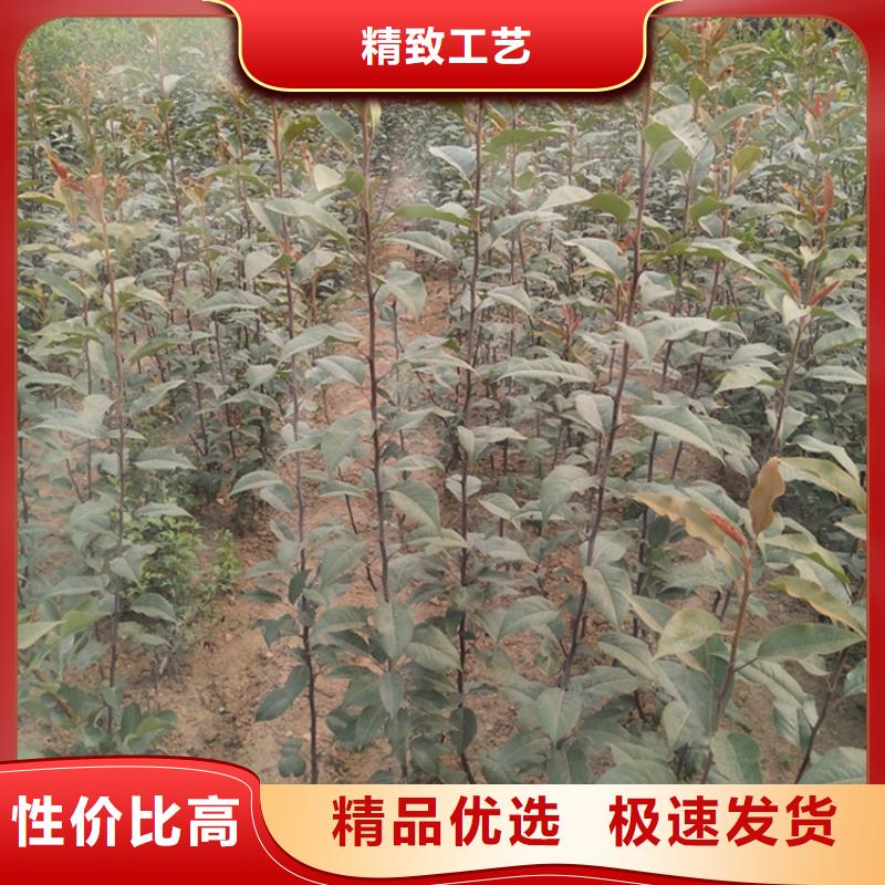 梨树,苹果苗质检合格发货
