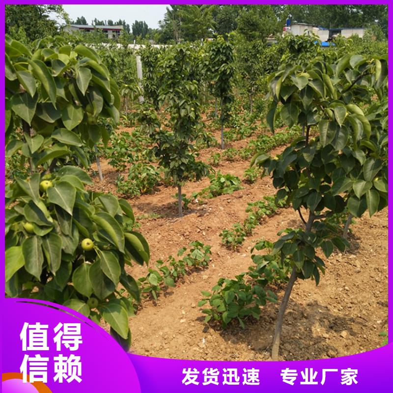 梨树_樱桃苗打造好品质