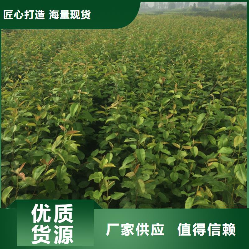 梨树樱桃苗工厂批发