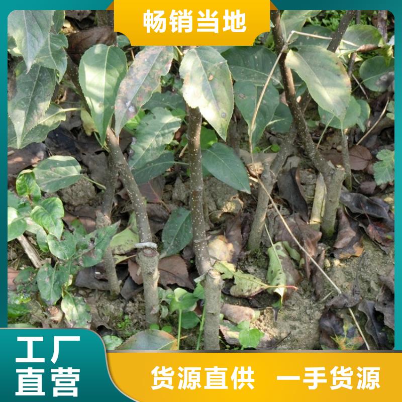 梨樹,【櫻桃苗】售后服務完善