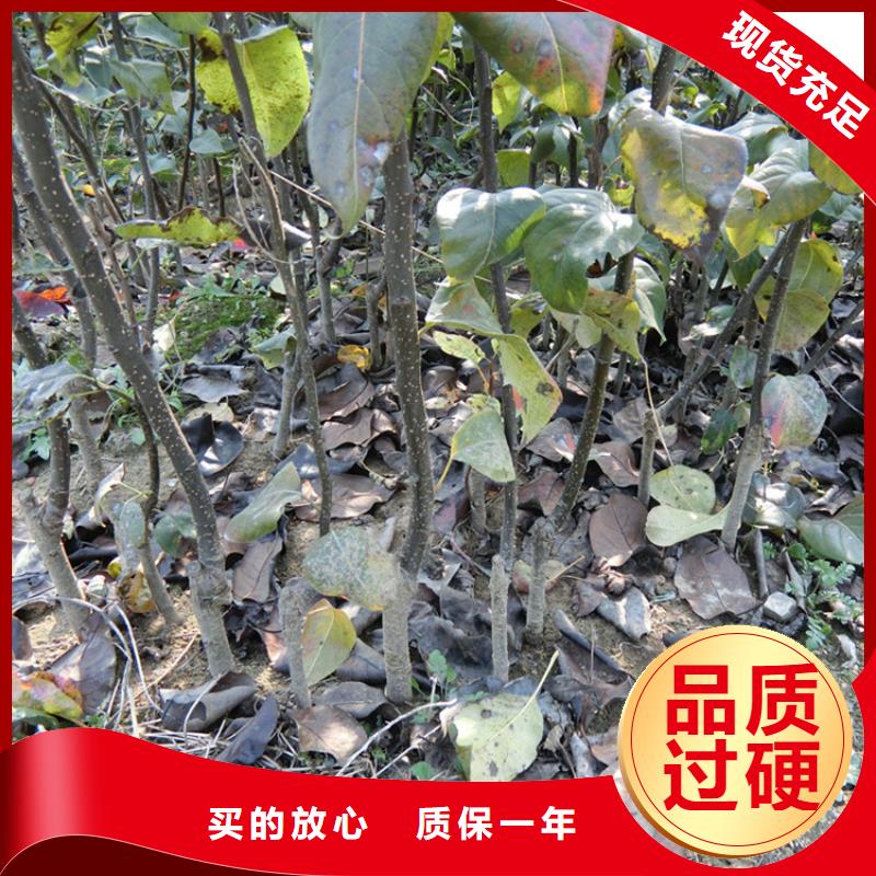 梨樹(shù)櫻桃苗多種款式可隨心選擇