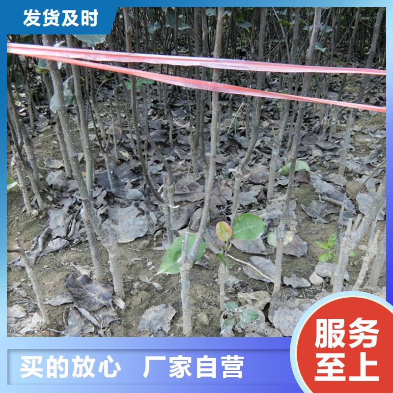 梨树-苹果苗质检合格发货