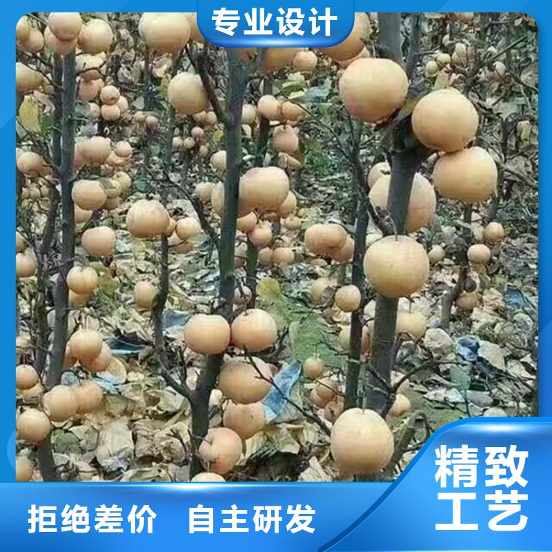 梨樹_櫻桃苗源頭工廠