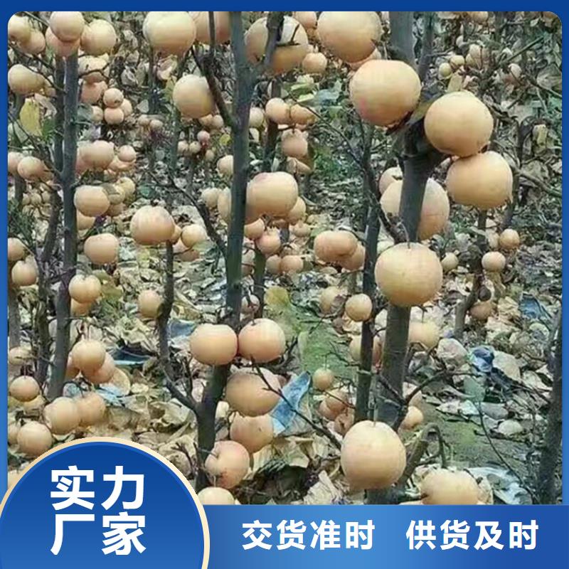 梨树,石榴苗供应商