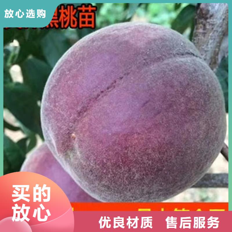梅州订购桃苹果苗品质保障价格合理