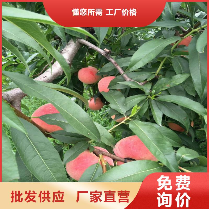 桃無(wú)花果苗品質(zhì)商家