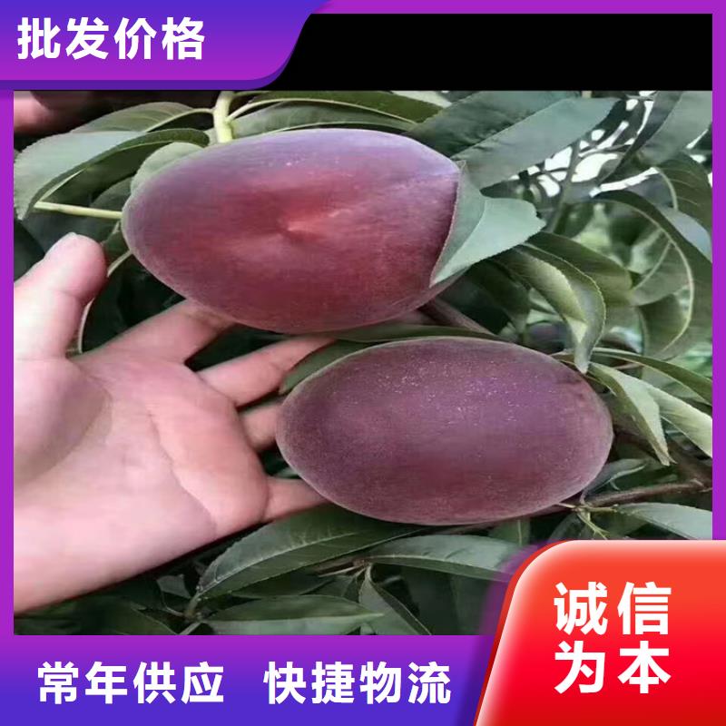 桃蘋果苗價(jià)格實(shí)惠