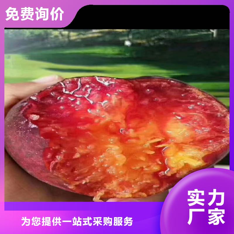 桃蘋果苗細節(jié)決定品質(zhì)