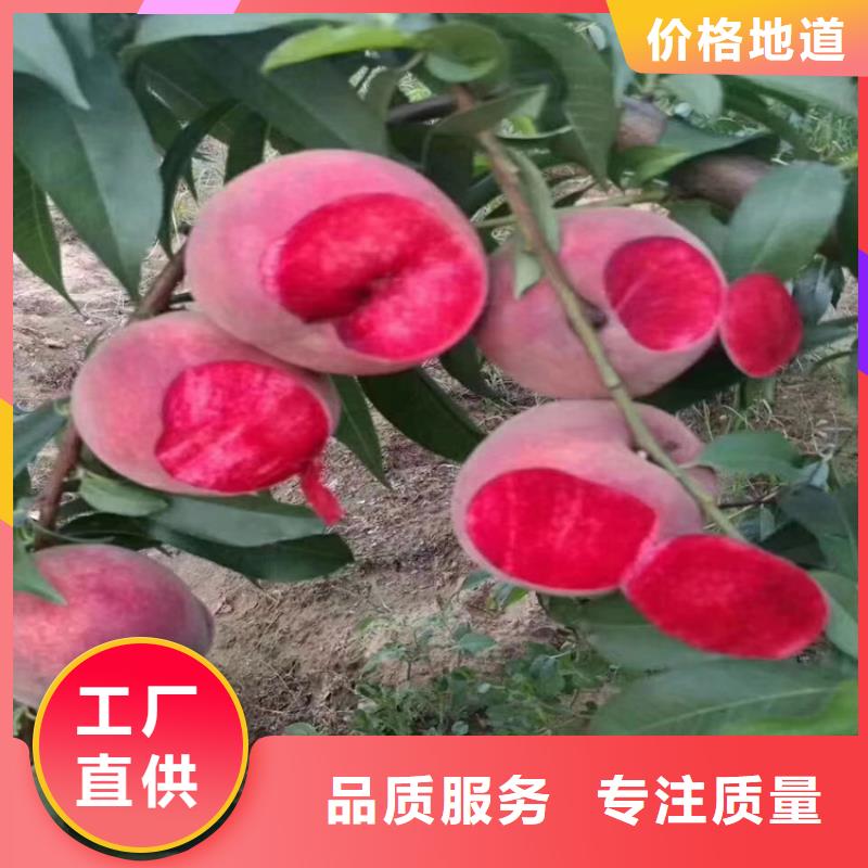 【桃】_蘋果苗經驗豐富質量放心