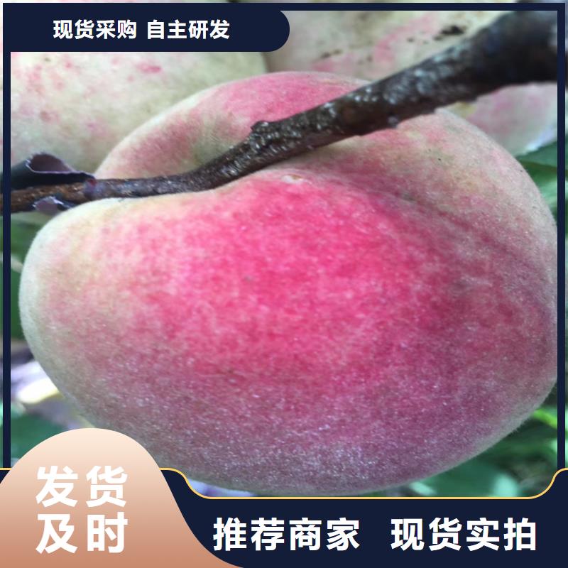 桃無花果苗實力大廠家