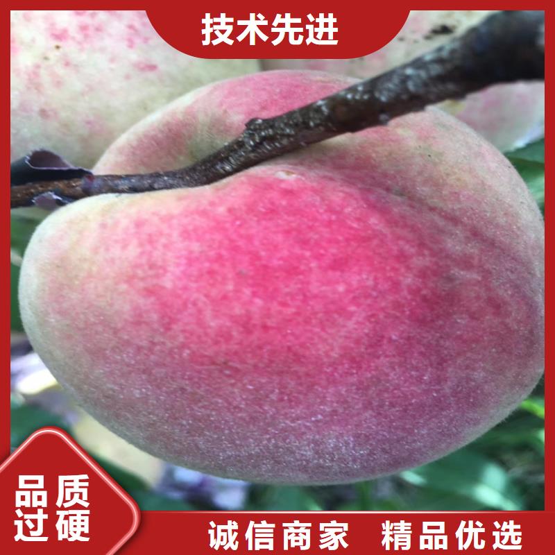 桃蘋果苗快速生產