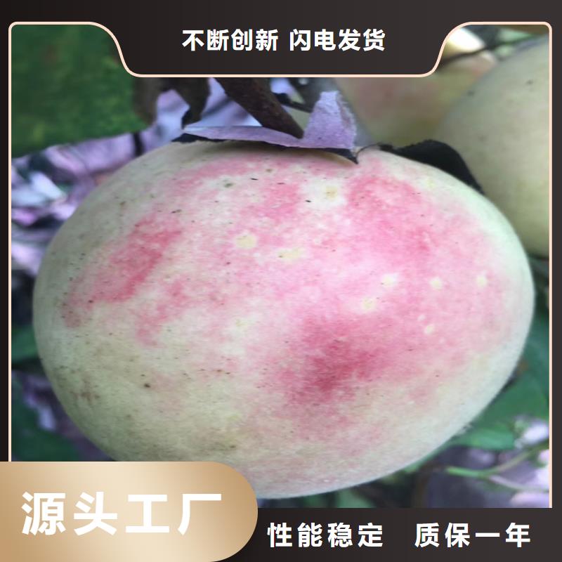 桃蘋(píng)果苗推薦商家