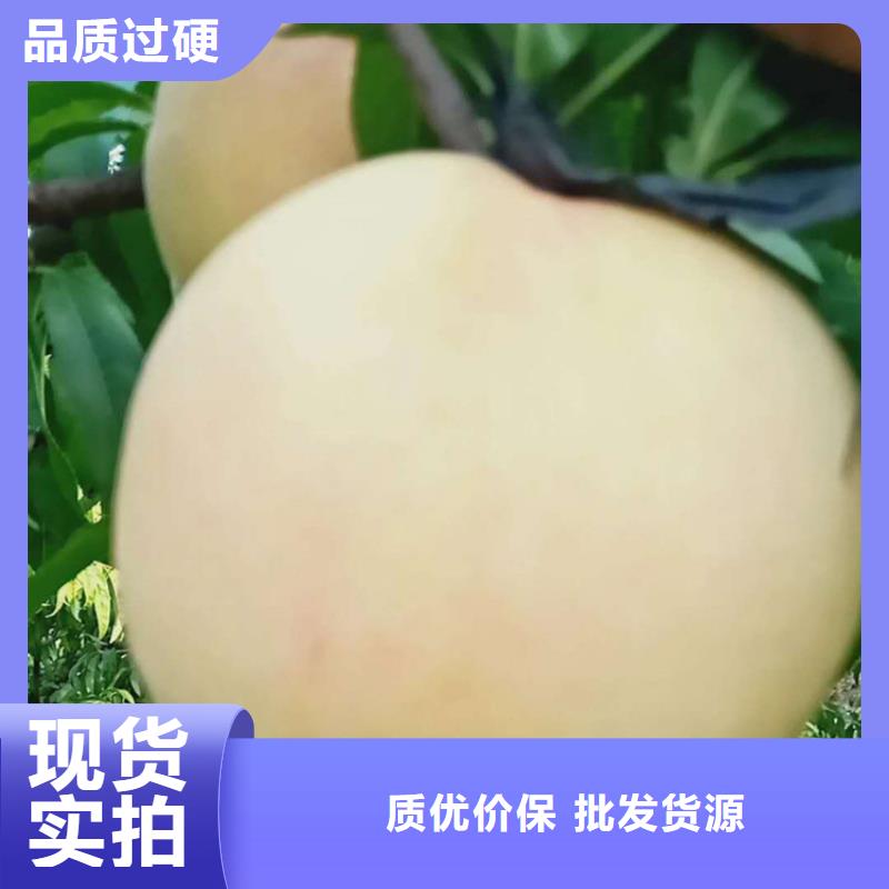 桃奶油草莓丰富的行业经验