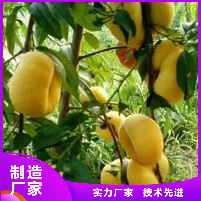 桃蘋果苗價(jià)格實(shí)惠