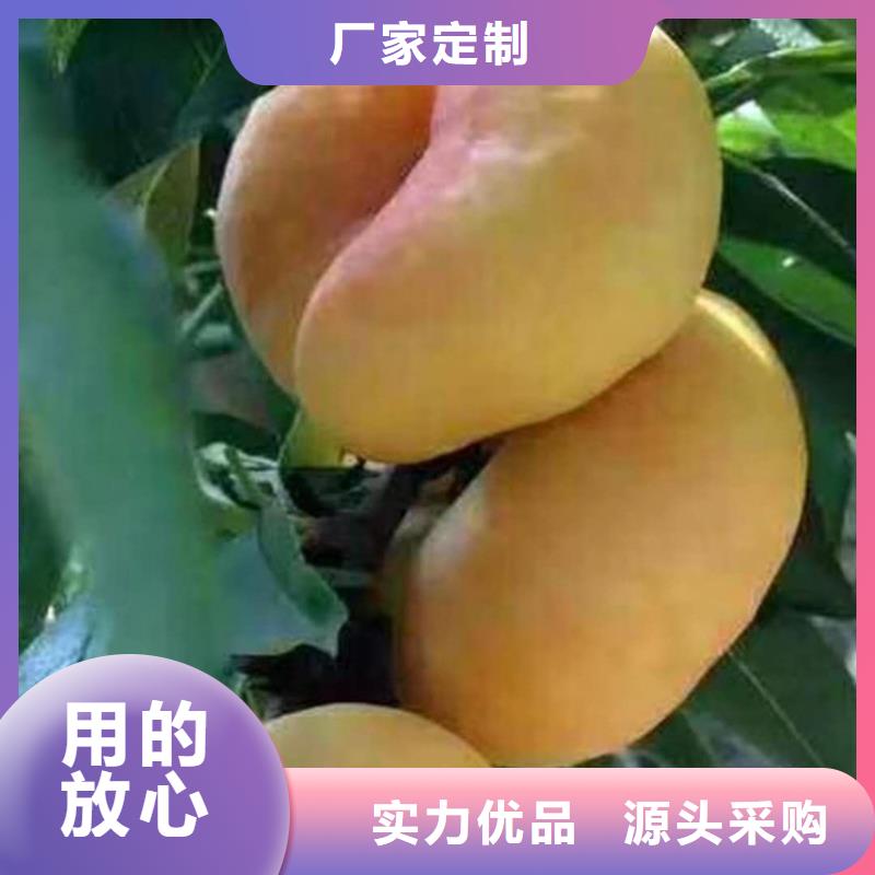 桃蘋(píng)果苗快速生產(chǎn)