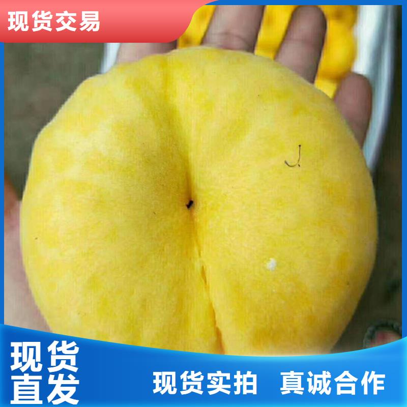 桃,石榴樹好產品價格低