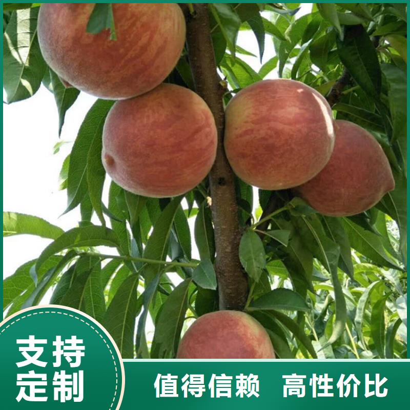 桃樱桃苗厂家规格全
