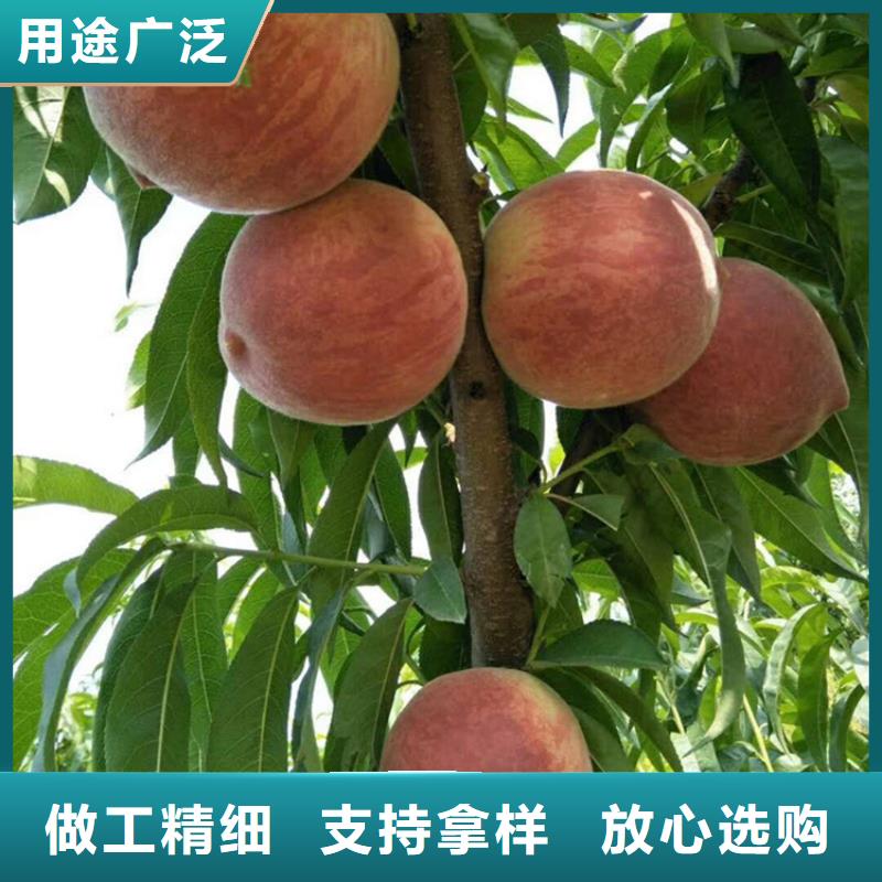 桃蘋果苗細節(jié)決定品質(zhì)