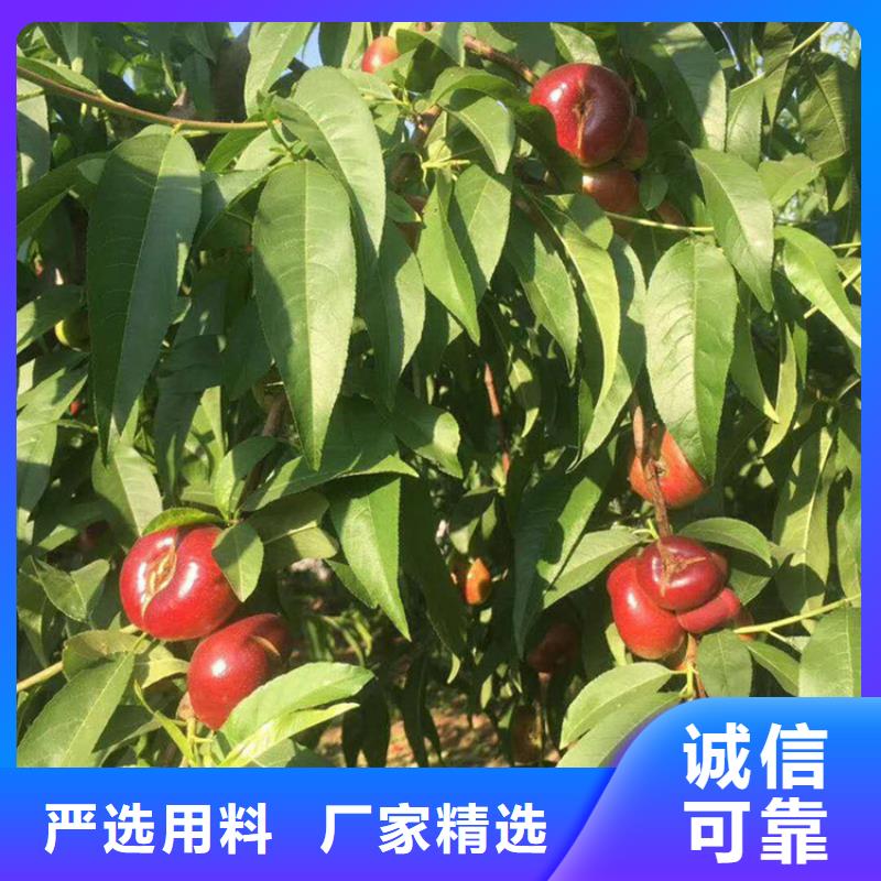 桃無(wú)花果苗品質(zhì)商家