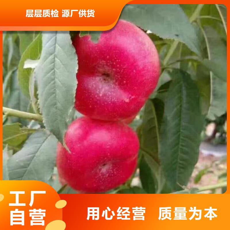 桃櫻桃苗資質(zhì)認(rèn)證