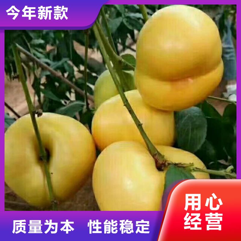 【桃】西瓜番石榴苗厂家销售