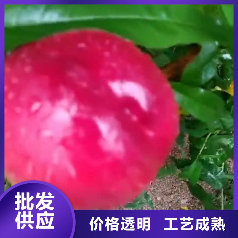 【桃】蘋果苗品質(zhì)保證