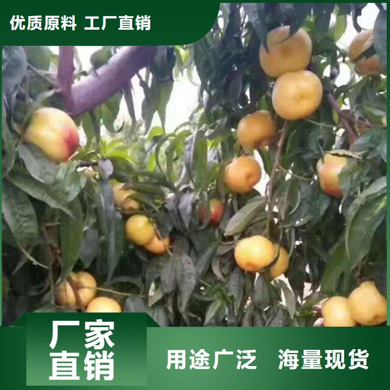 桃櫻桃苗來圖定制量大從優(yōu)