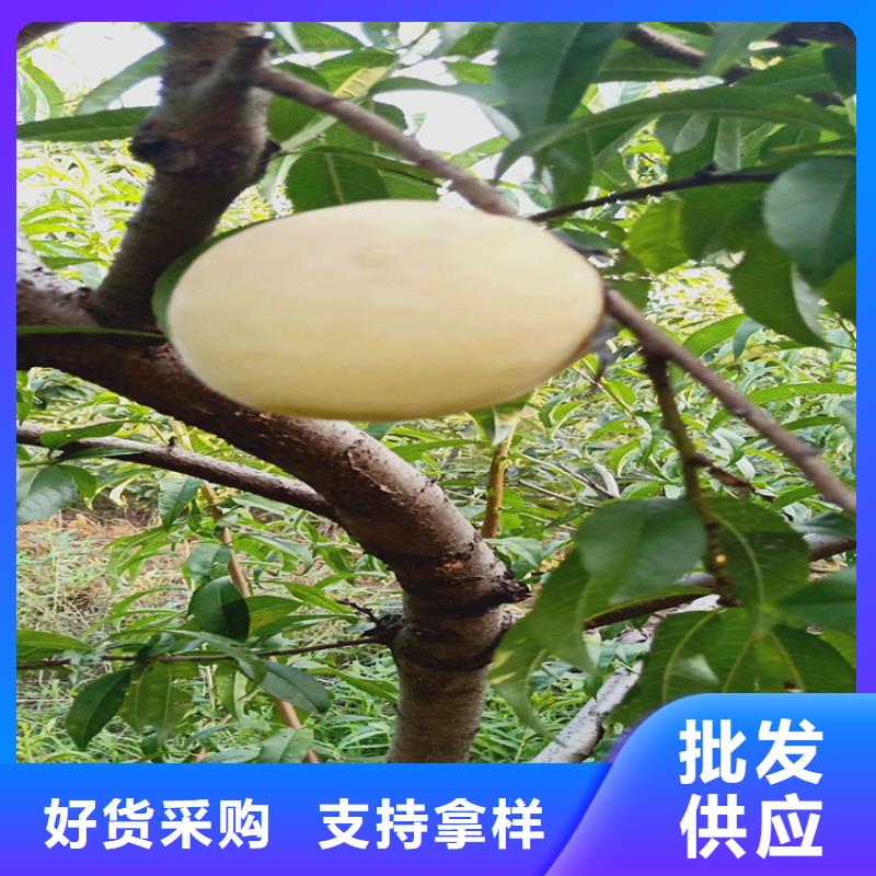 【桃】_苹果苗经验丰富质量放心
