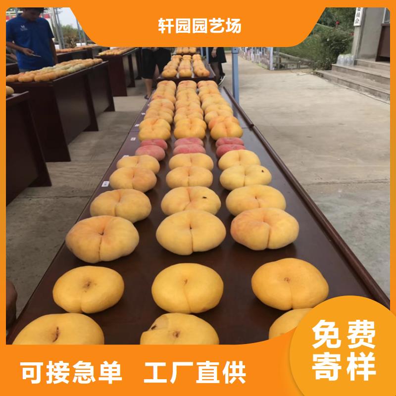 【桃】石榴树好厂家有担当