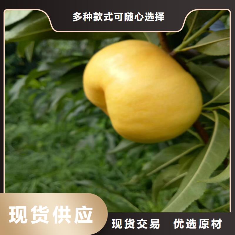 桃苹果苗专业按需定制