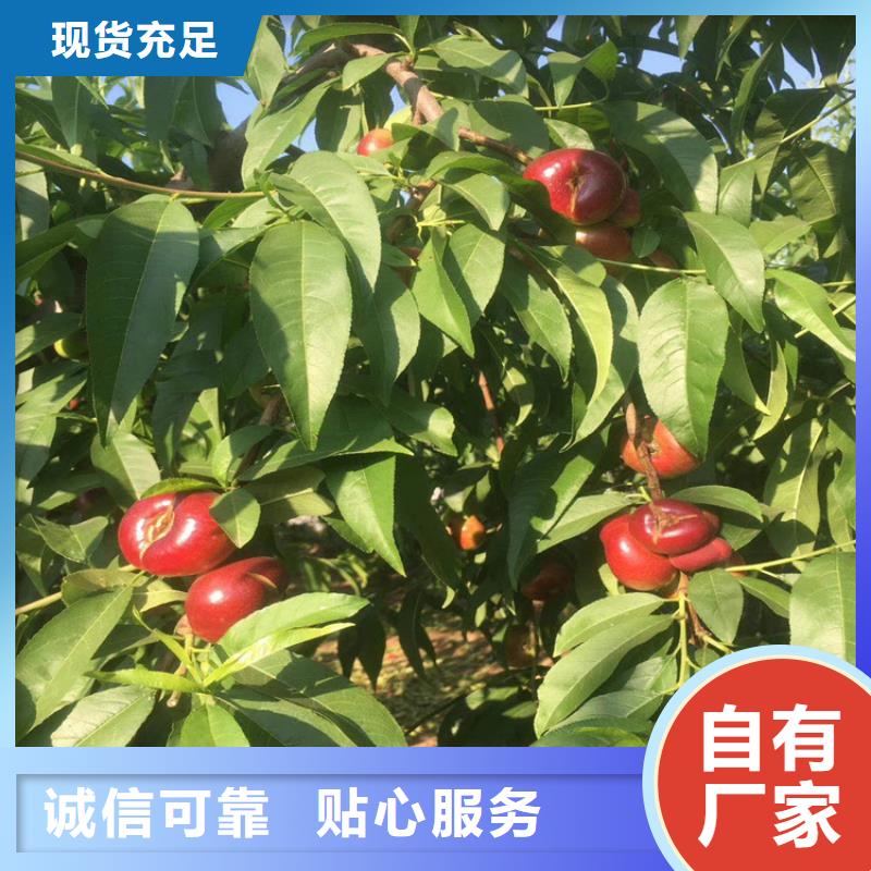 桃櫻桃苗來圖定制量大從優(yōu)