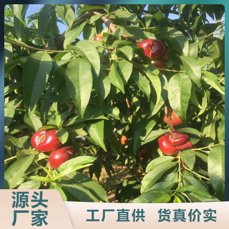 桃,石榴樹(shù)好產(chǎn)品價(jià)格低