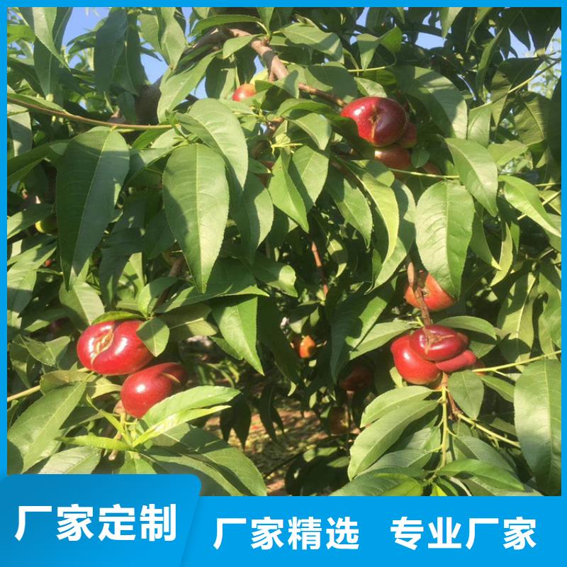 梅州直销桃苹果苗品质保障价格合理