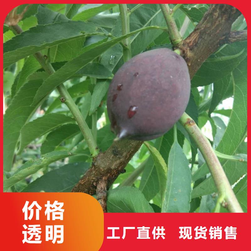 桃蘋果苗細節(jié)決定品質(zhì)