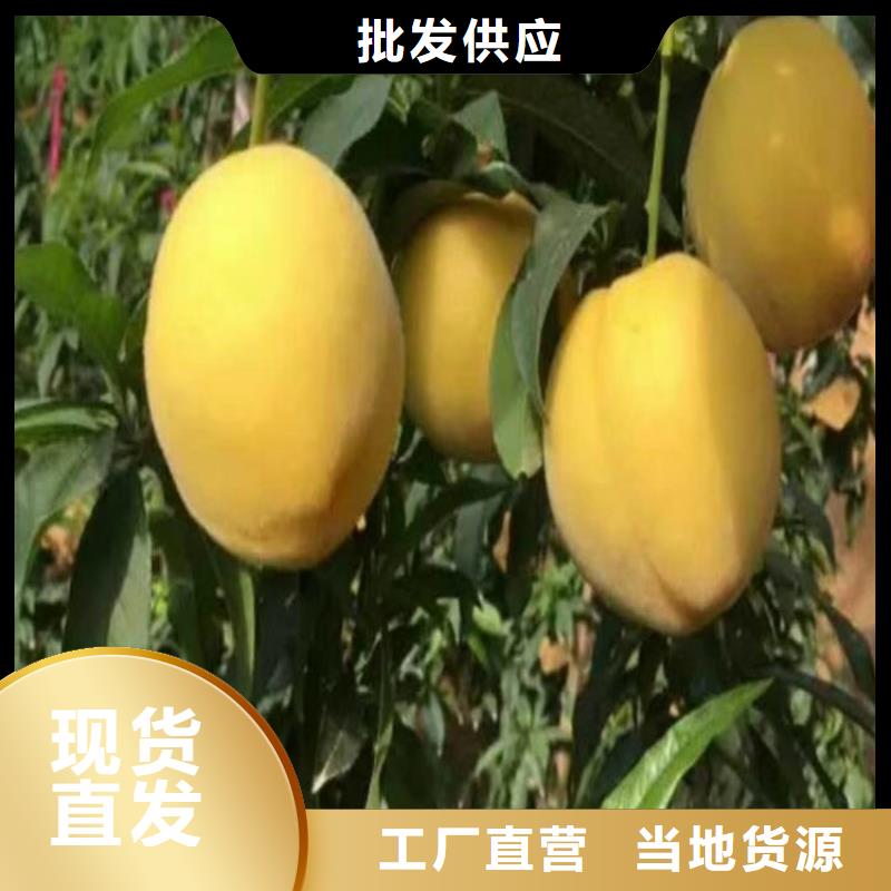 桃櫻桃苗來圖定制量大從優(yōu)