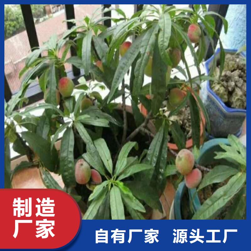 【桃無花果苗精心打造】