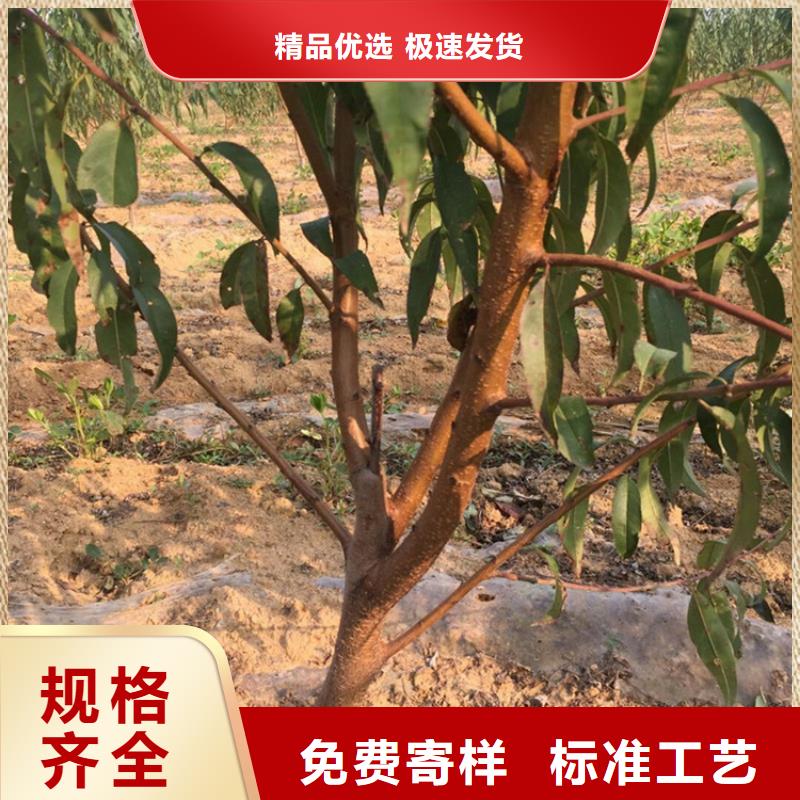 【桃櫻桃苗從廠家買售后有保障】