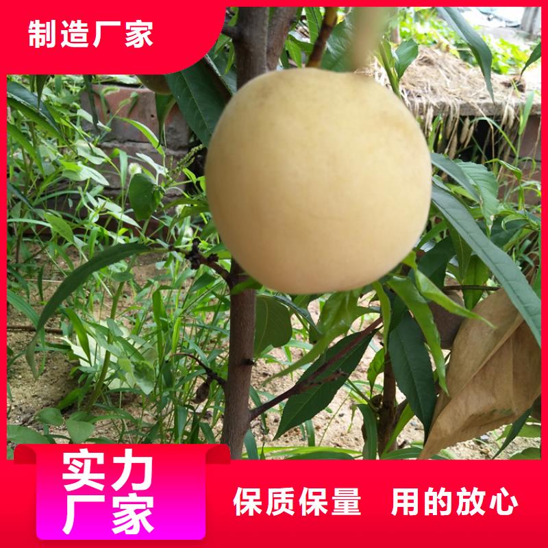 桃【櫻桃苗】嚴格把關質量放心