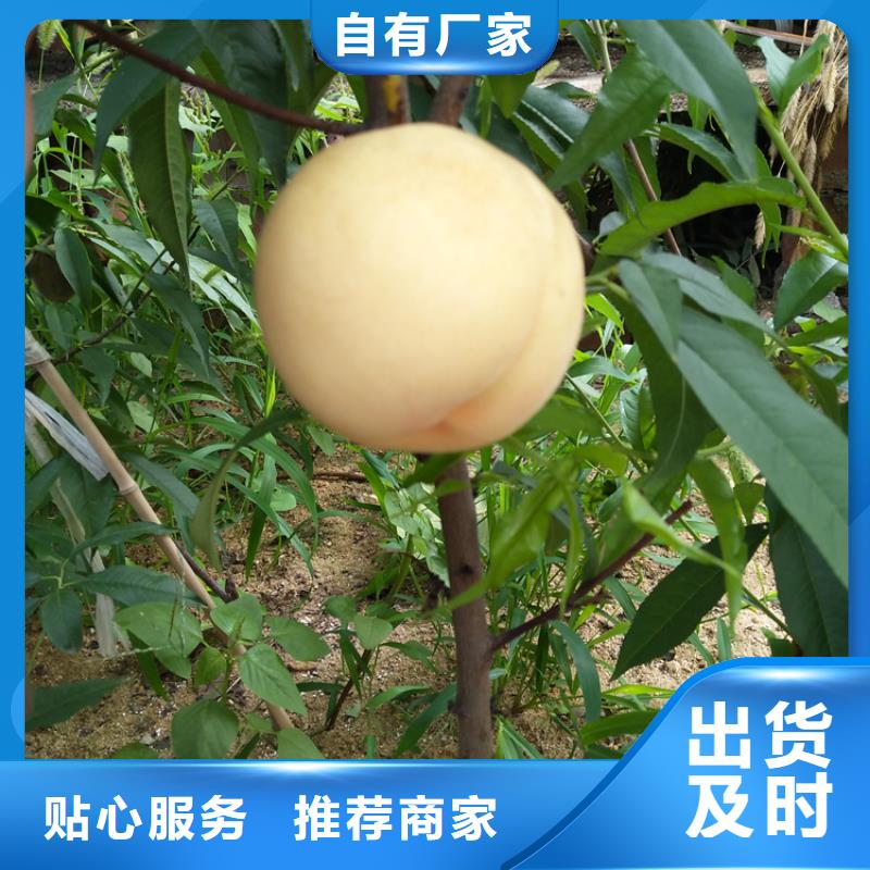 【桃櫻桃苗從廠家買售后有保障】