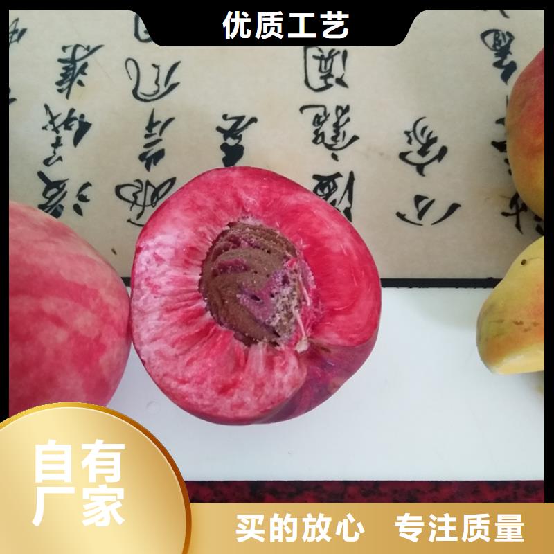 【桃櫻桃苗從廠家買售后有保障】