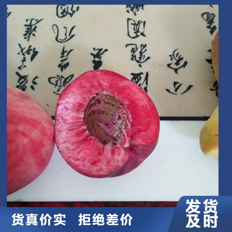 桃無花果苗品質(zhì)商家