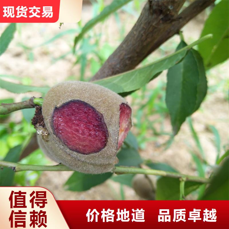 桃櫻桃苗多年實力廠家