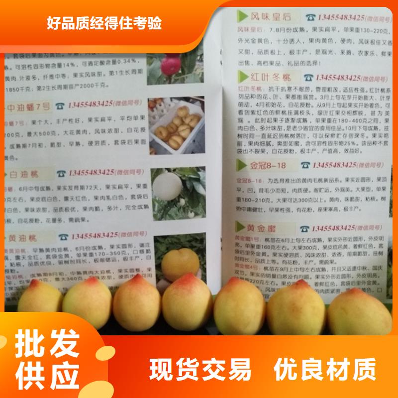 桃梨樹苗實(shí)力優(yōu)品