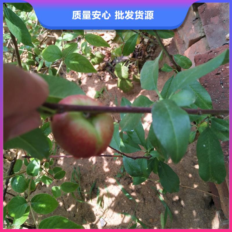 桃櫻桃苗來圖定制量大從優