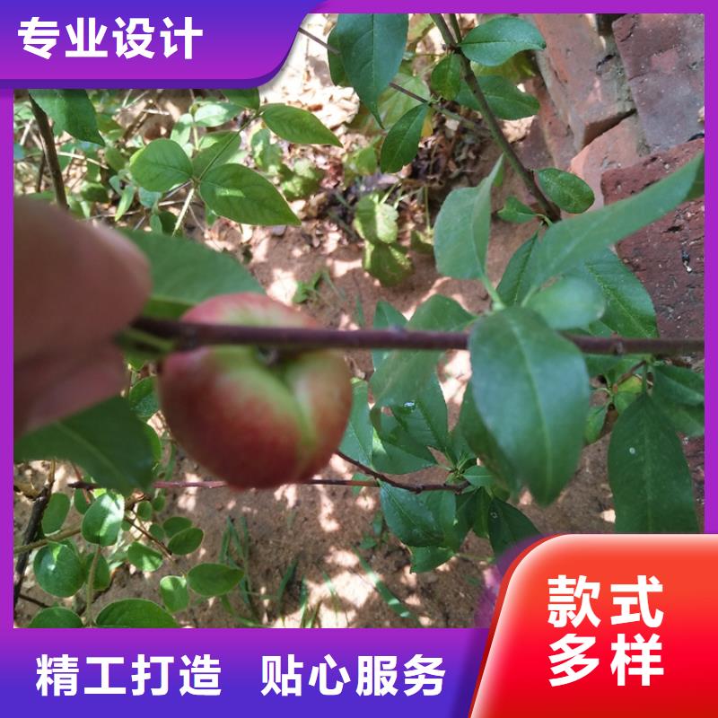 桃櫻桃苗多年實力廠家