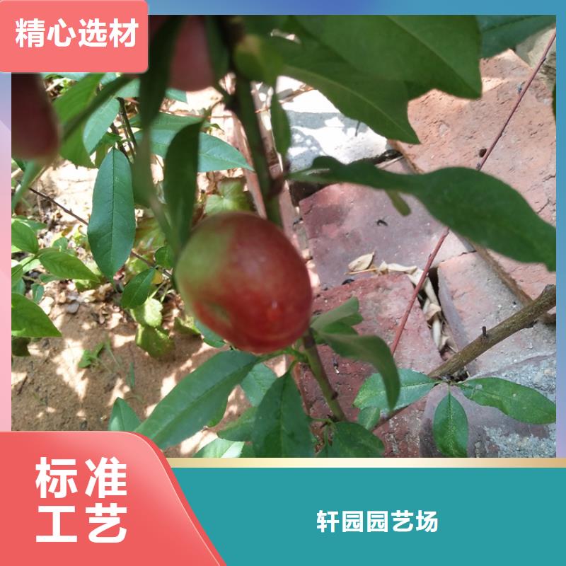 桃蘋果苗細節(jié)決定品質(zhì)