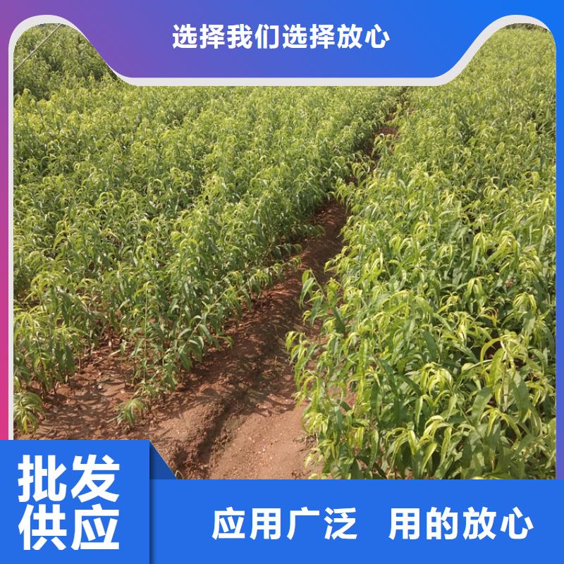 桃李樹苗品質優選