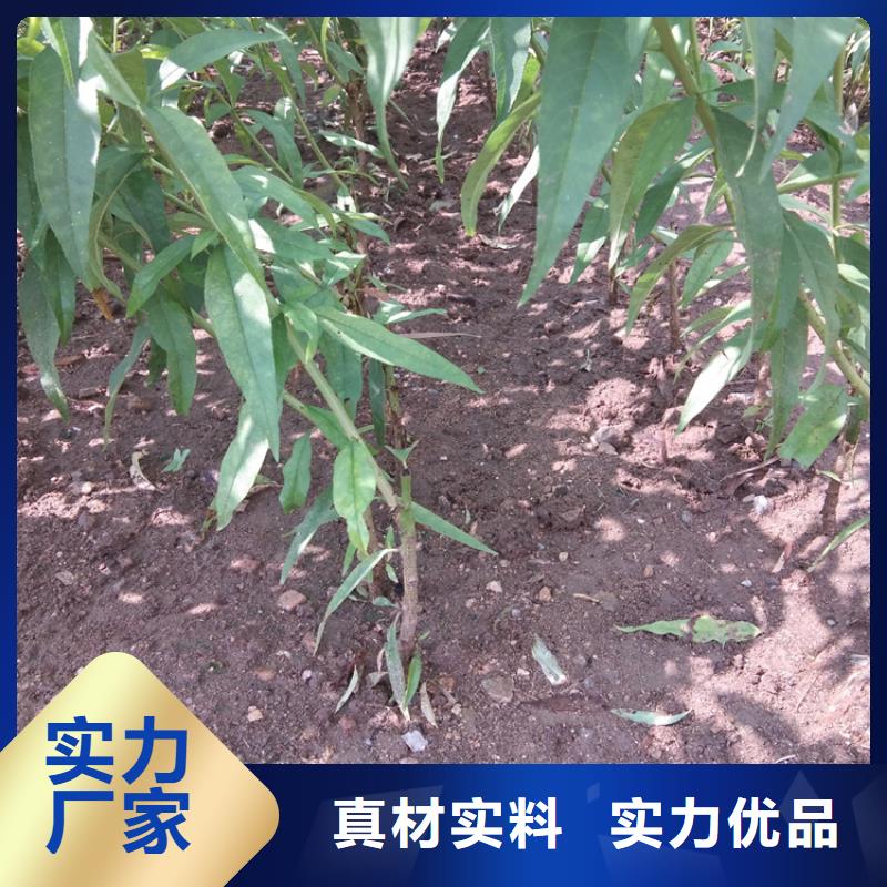 【桃】嘎啦苹果质优价保